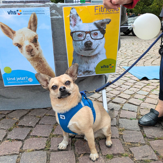 Kopie_von_Bufdi_auf_Mass__3_.png